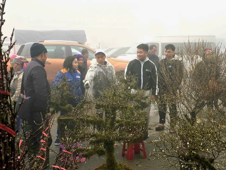 Đào rừng, nhất chi mai ở Sa Pa nhộn nhịp xuống phố- Ảnh 2. Đào rừng, nhất chi mai ở Sa Pa nhộn nhịp xuống phố- Ảnh 2.