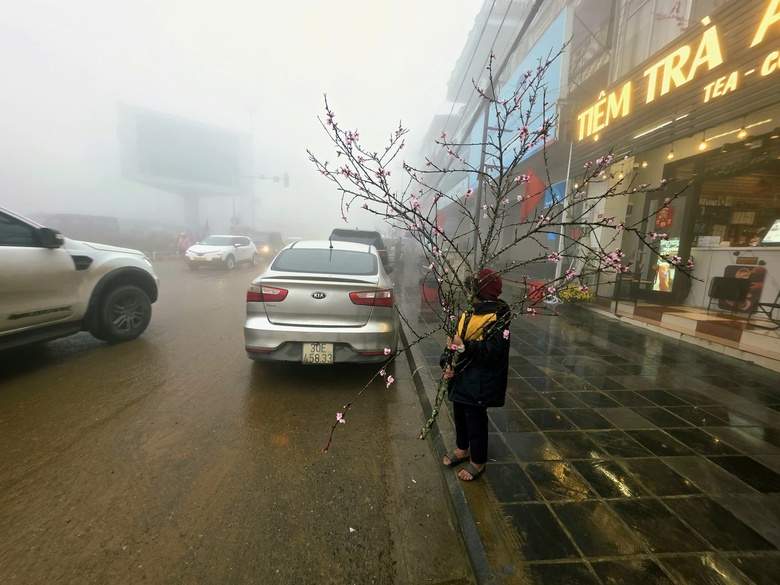 Đào rừng, nhất chi mai ở Sa Pa nhộn nhịp xuống phố- Ảnh 8. Đào rừng, nhất chi mai ở Sa Pa nhộn nhịp xuống phố- Ảnh 8.