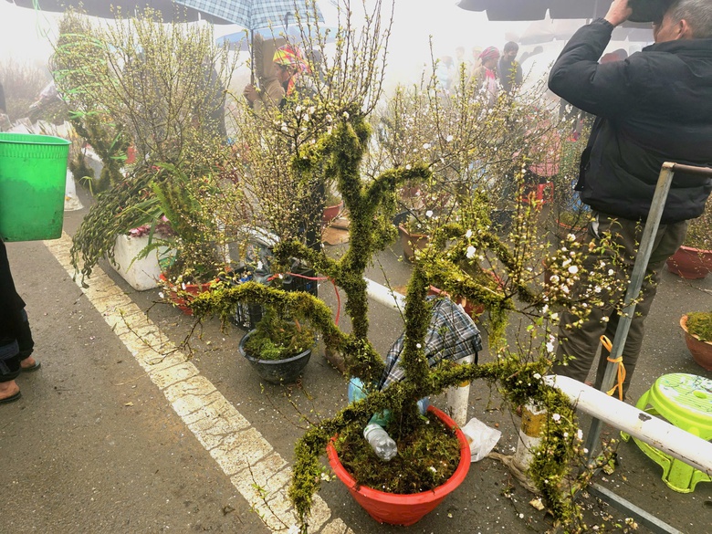 Đào rừng, nhất chi mai ở Sa Pa nhộn nhịp xuống phố- Ảnh 14. Đào rừng, nhất chi mai ở Sa Pa nhộn nhịp xuống phố- Ảnh 14.