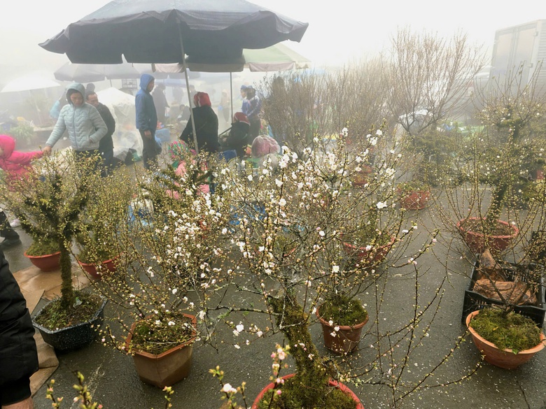 Đào rừng, nhất chi mai ở Sa Pa nhộn nhịp xuống phố- Ảnh 15. Đào rừng, nhất chi mai ở Sa Pa nhộn nhịp xuống phố- Ảnh 15.