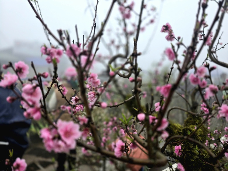 Đào rừng, nhất chi mai ở Sa Pa nhộn nhịp xuống phố- Ảnh 5. Đào rừng, nhất chi mai ở Sa Pa nhộn nhịp xuống phố- Ảnh 5.