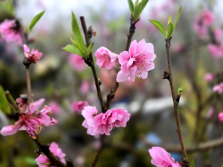 Đào rừng, nhất chi mai ở Sa Pa nhộn nhịp xuống phố- Ảnh 6. Đào rừng, nhất chi mai ở Sa Pa nhộn nhịp xuống phố- Ảnh 6.