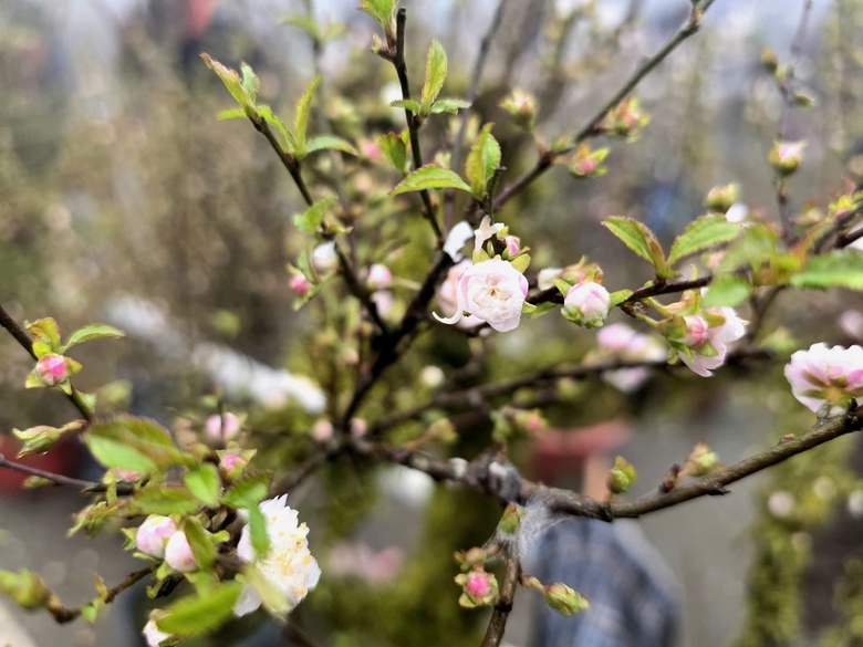 Đào rừng, nhất chi mai ở Sa Pa nhộn nhịp xuống phố- Ảnh 16. Đào rừng, nhất chi mai ở Sa Pa nhộn nhịp xuống phố- Ảnh 16.