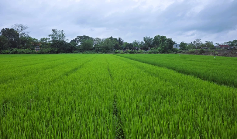 Tháo gỡ mặt bằng, đẩy nhanh dự án QL15D đoạn cảng Mỹ Thủy đến cao tốc Cam Lộ - La Sơn- Ảnh 2. Tháo gỡ mặt bằng, đẩy nhanh dự án QL15D đoạn cảng Mỹ Thủy đến cao tốc Cam Lộ - La Sơn- Ảnh 2.