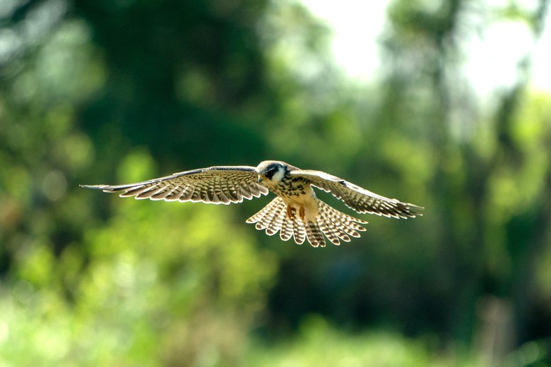 Ngăn chặn t&igrave;nh trạng săn bắn chim th&uacute; tr&aacute;i ph&eacute;p tại Khu Di t&iacute;ch K9- Ảnh 1.