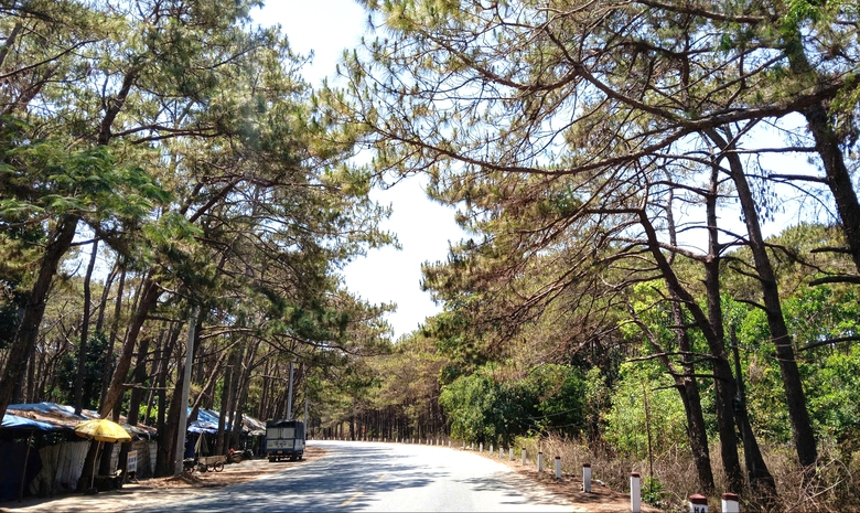 Gia Lai: Khẩn trương xử lý cây thông chết ven QL19, đảm bảo an toàn giao thông- Ảnh 1. Gia Lai: Khẩn trương xử lý cây thông chết ven QL19, đảm bảo an toàn giao thông- Ảnh 1.