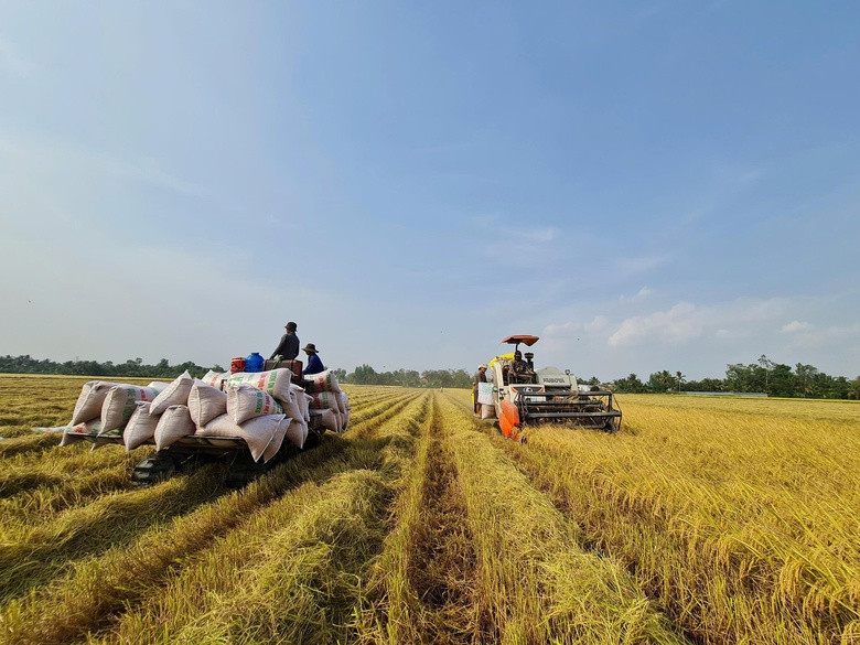 Xuất khẩu gạo tăng nhẹ, đối mặt áp lực giá và chi phí logistics- Ảnh 3. Xuất khẩu gạo tăng nhẹ, đối mặt áp lực giá và chi phí logistics- Ảnh 3.