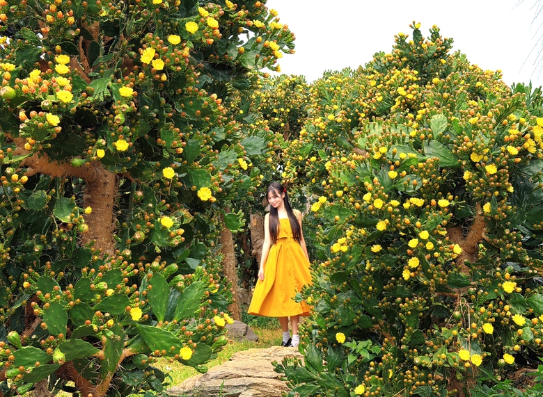 Vườn xương rồng nở hoa vàng rực hút khách ở Mộc Châu- Ảnh 13. Vườn xương rồng nở hoa vàng rực hút khách ở Mộc Châu- Ảnh 13.