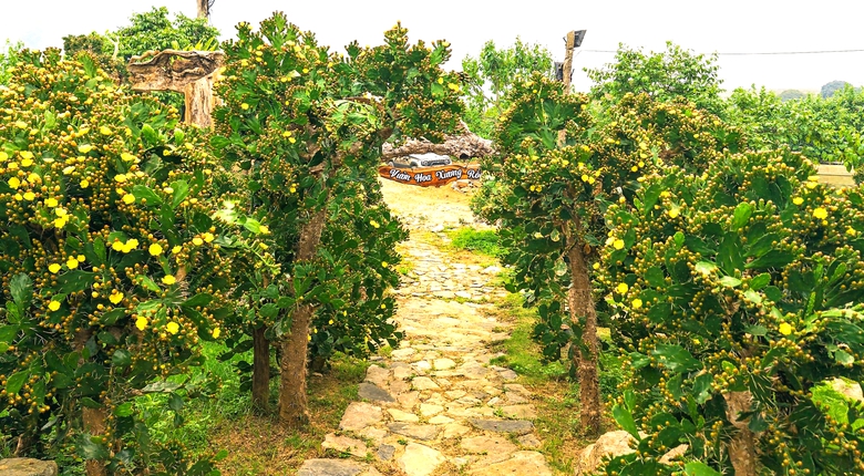 Vườn xương rồng nở hoa vàng rực hút khách ở Mộc Châu- Ảnh 1. Vườn xương rồng nở hoa vàng rực hút khách ở Mộc Châu- Ảnh 1.