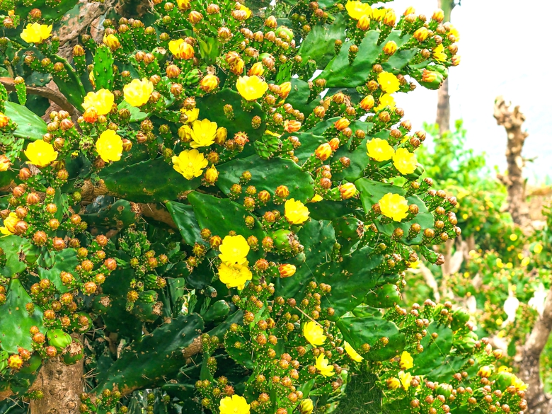 Vườn xương rồng nở hoa vàng rực hút khách ở Mộc Châu- Ảnh 2. Vườn xương rồng nở hoa vàng rực hút khách ở Mộc Châu- Ảnh 2.