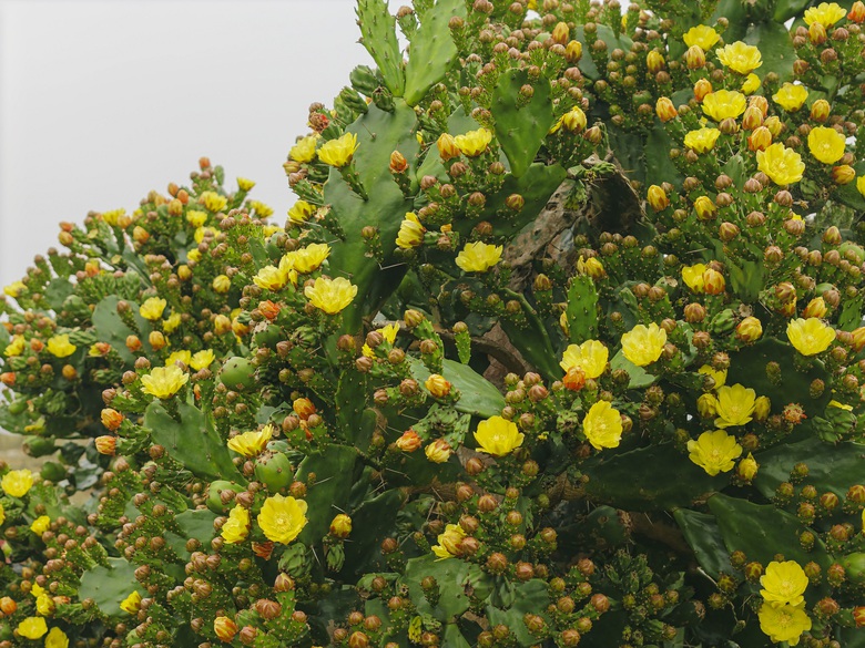 Vườn xương rồng nở hoa vàng rực hút khách ở Mộc Châu- Ảnh 10. Vườn xương rồng nở hoa vàng rực hút khách ở Mộc Châu- Ảnh 10.