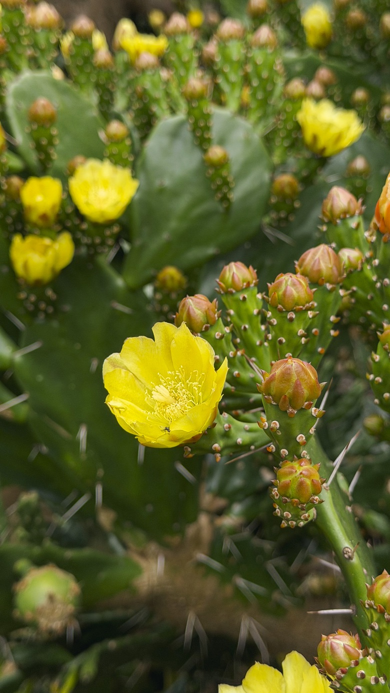 Vườn xương rồng nở hoa vàng rực hút khách ở Mộc Châu- Ảnh 3. Vườn xương rồng nở hoa vàng rực hút khách ở Mộc Châu- Ảnh 3.