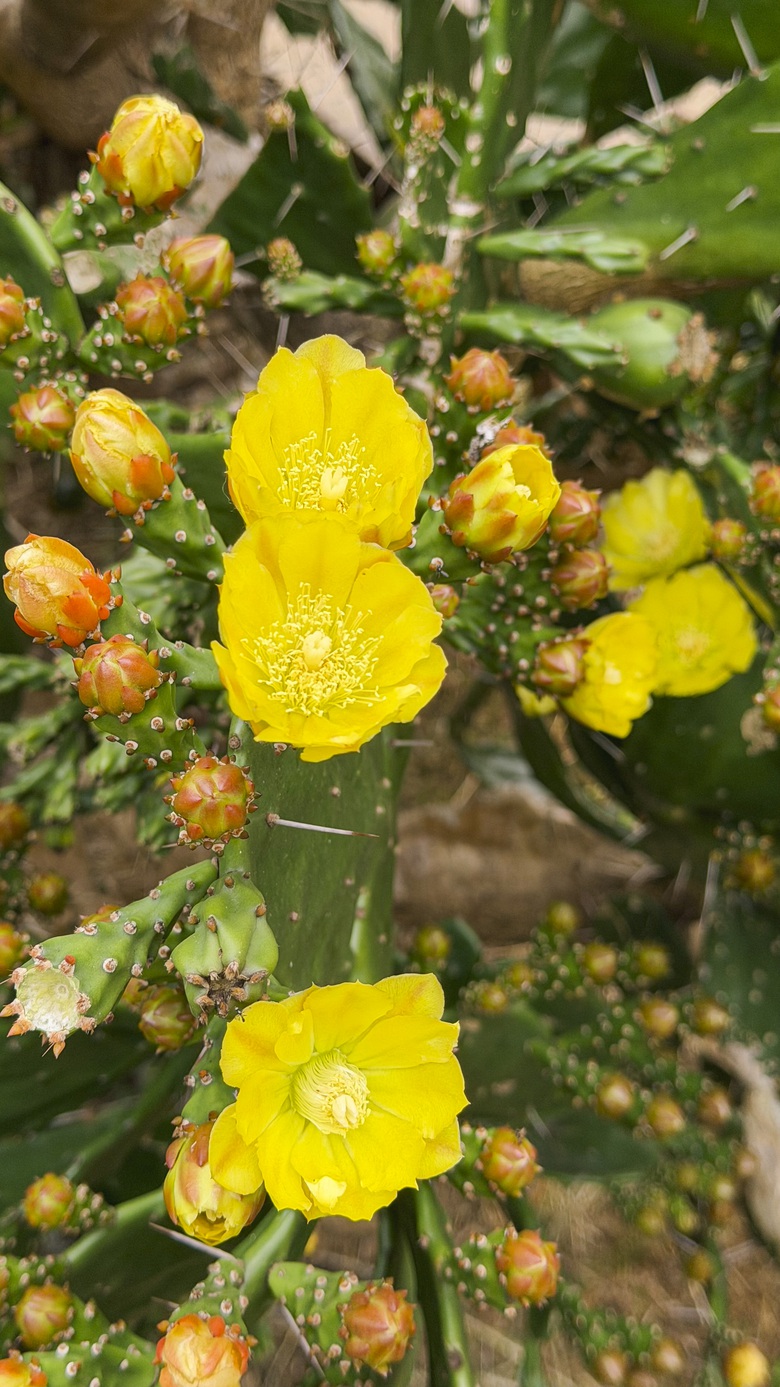 Vườn xương rồng nở hoa vàng rực hút khách ở Mộc Châu- Ảnh 5. Vườn xương rồng nở hoa vàng rực hút khách ở Mộc Châu- Ảnh 5.