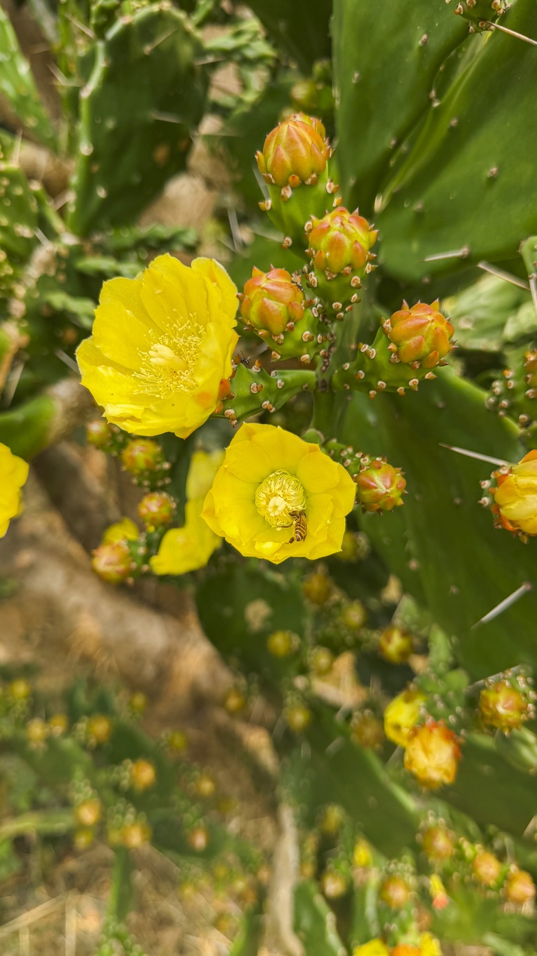 Vườn xương rồng nở hoa vàng rực hút khách ở Mộc Châu- Ảnh 4. Vườn xương rồng nở hoa vàng rực hút khách ở Mộc Châu- Ảnh 4.