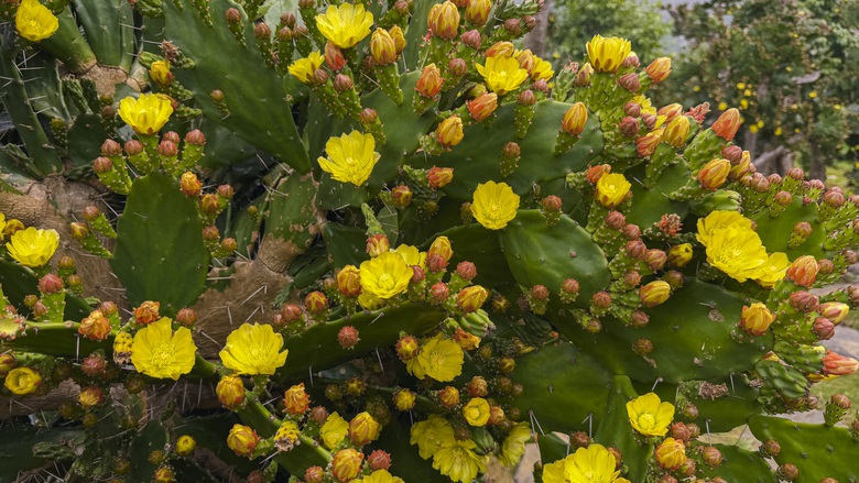 Vườn xương rồng nở hoa vàng rực hút khách ở Mộc Châu- Ảnh 11. Vườn xương rồng nở hoa vàng rực hút khách ở Mộc Châu- Ảnh 11.