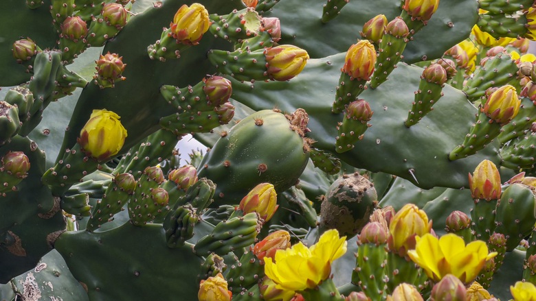 Vườn xương rồng nở hoa vàng rực hút khách ở Mộc Châu- Ảnh 12. Vườn xương rồng nở hoa vàng rực hút khách ở Mộc Châu- Ảnh 12.