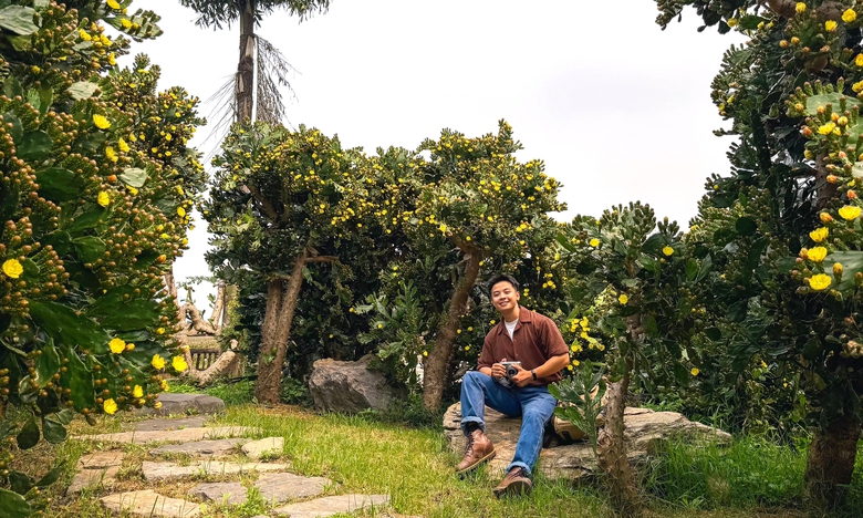 Vườn xương rồng nở hoa vàng rực hút khách ở Mộc Châu- Ảnh 9. Vườn xương rồng nở hoa vàng rực hút khách ở Mộc Châu- Ảnh 9.