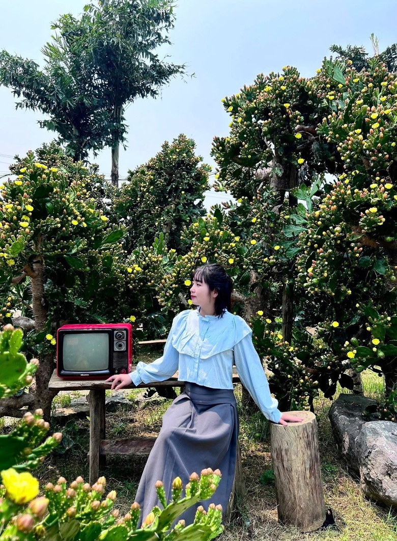 Vườn xương rồng nở hoa vàng rực hút khách ở Mộc Châu- Ảnh 8. Vườn xương rồng nở hoa vàng rực hút khách ở Mộc Châu- Ảnh 8.