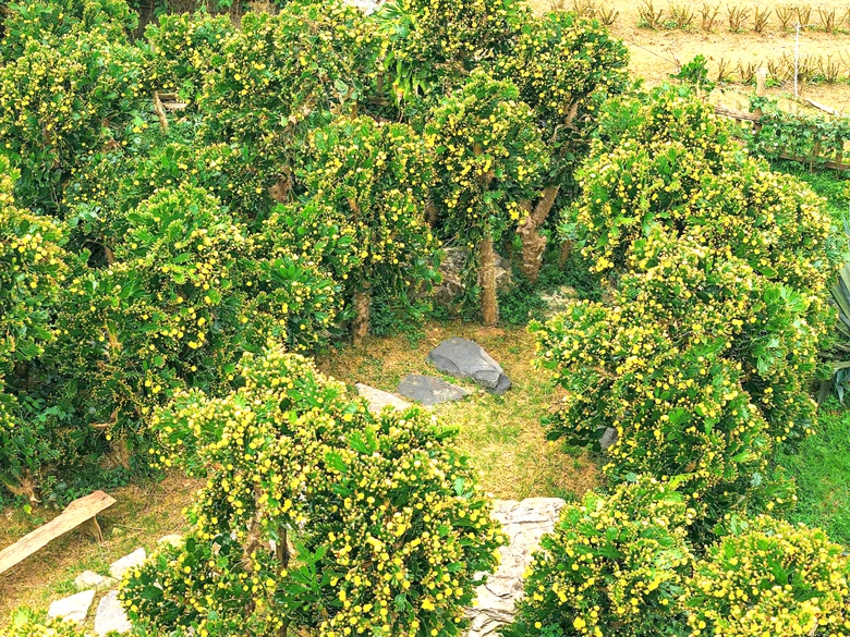 Vườn xương rồng nở hoa vàng rực hút khách ở Mộc Châu- Ảnh 6. Vườn xương rồng nở hoa vàng rực hút khách ở Mộc Châu- Ảnh 6.