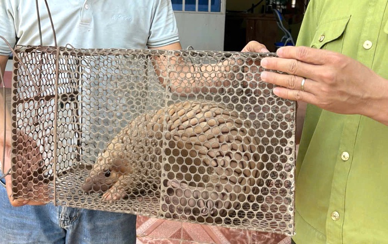 Lâm Đồng: Bắt được tê tê quý hiếm, nam tài xế tự nguyện giao nộp cơ quan chức năng- Ảnh 2. Lâm Đồng: Bắt được tê tê quý hiếm, nam tài xế tự nguyện giao nộp cơ quan chức năng- Ảnh 2.