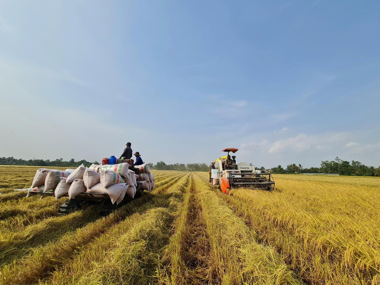 Cần Thơ họp khẩn, t&igrave;m c&aacute;ch ti&ecirc;u thụ hơn 650.000 tấn l&uacute;a- Ảnh 9.