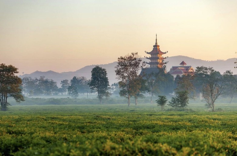 Gia Lai: Giữ lại hơn 62 ha ch&egrave; cổ thụ tại Biển Hồ để ph&aacute;t triển du lịch- Ảnh 1.