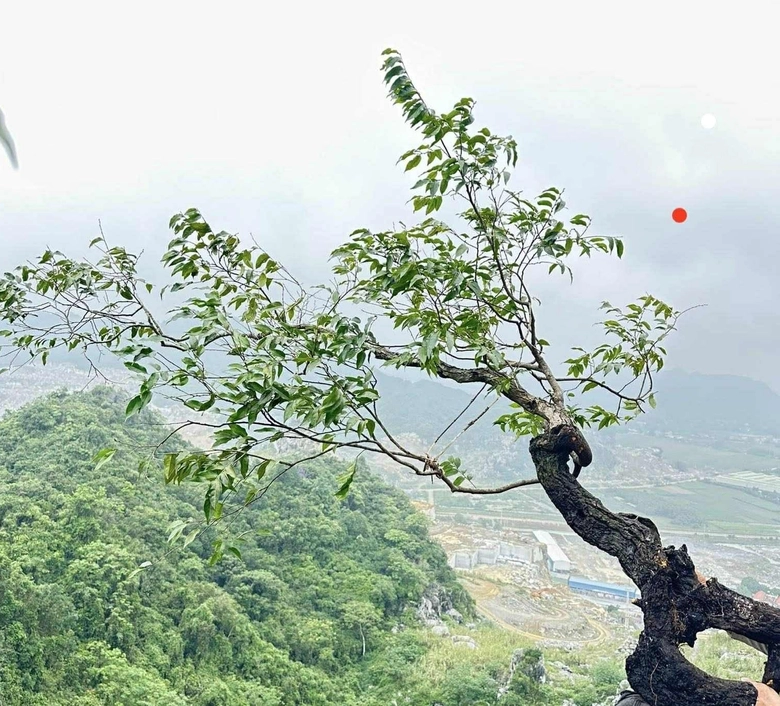 Cẩn trọng khi c&acirc;y muội hồng "thổi gi&aacute;" bạc tỷ- Ảnh 1.