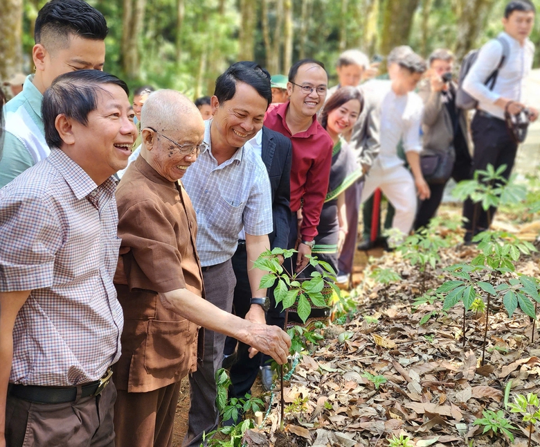 C&acirc;y &ldquo;thuốc giấu&rdquo; th&agrave;nh "quốc bảo"- Ảnh 2.