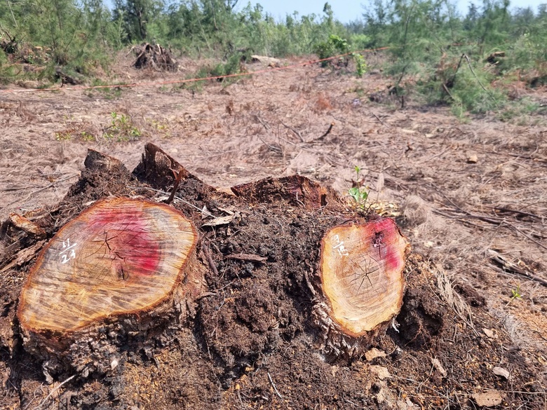 Gia Lai: Gần 1ha phi lao rừng ph&ograve;ng hộ bị cưa hạ tr&aacute;i ph&eacute;p- Ảnh 3.