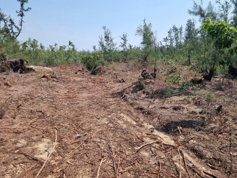 Gia Lai: Gần 1ha phi lao rừng ph&ograve;ng hộ bị cưa hạ tr&aacute;i ph&eacute;p- Ảnh 1.