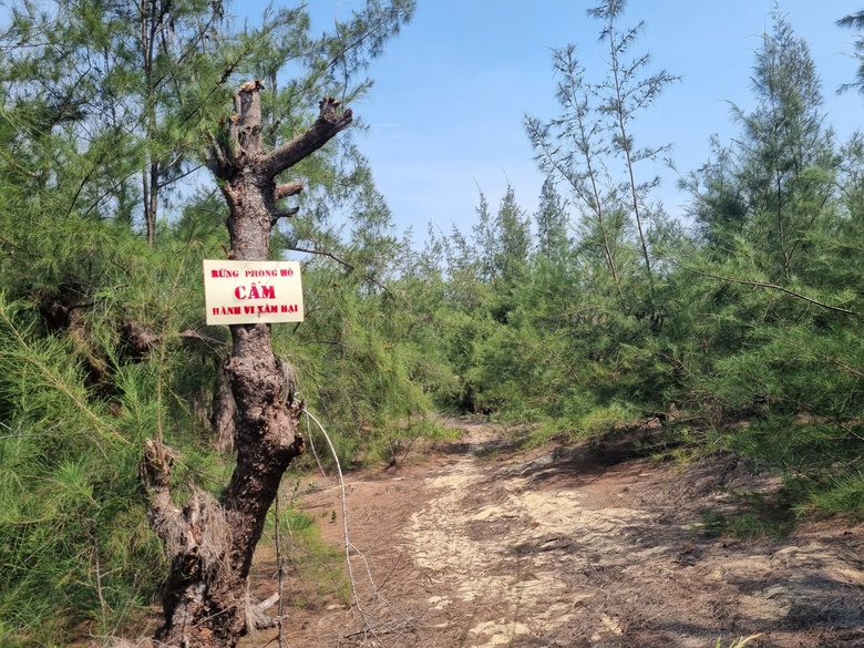 Gia Lai: Gần 1ha phi lao rừng ph&ograve;ng hộ bị cưa hạ tr&aacute;i ph&eacute;p- Ảnh 8.