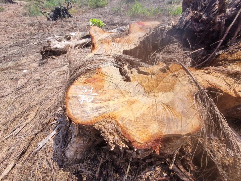 Gia Lai: Gần 1ha phi lao rừng ph&ograve;ng hộ bị cưa hạ tr&aacute;i ph&eacute;p- Ảnh 4.