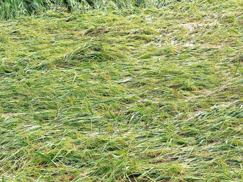 H&agrave; Tĩnh: Gần 5.900 ha l&uacute;a g&atilde;y đổ do gi&ocirc;ng lốc, mưa đ&aacute; trước vụ thu hoạch- Ảnh 1.