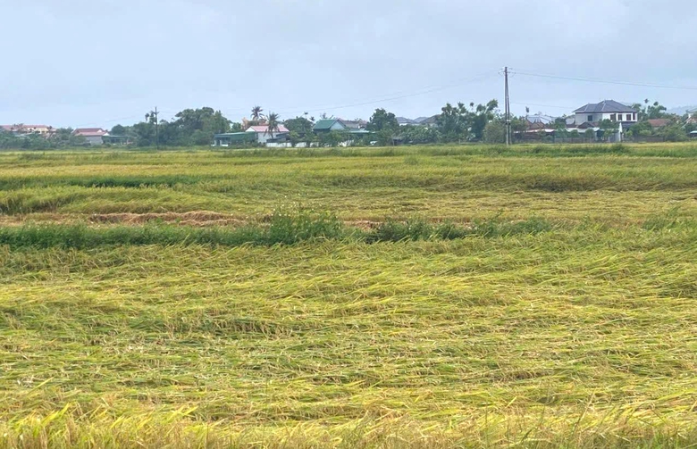 H&agrave; Tĩnh: Gần 5.900 ha l&uacute;a g&atilde;y đổ do gi&ocirc;ng lốc, mưa đ&aacute; trước vụ thu hoạch- Ảnh 2.