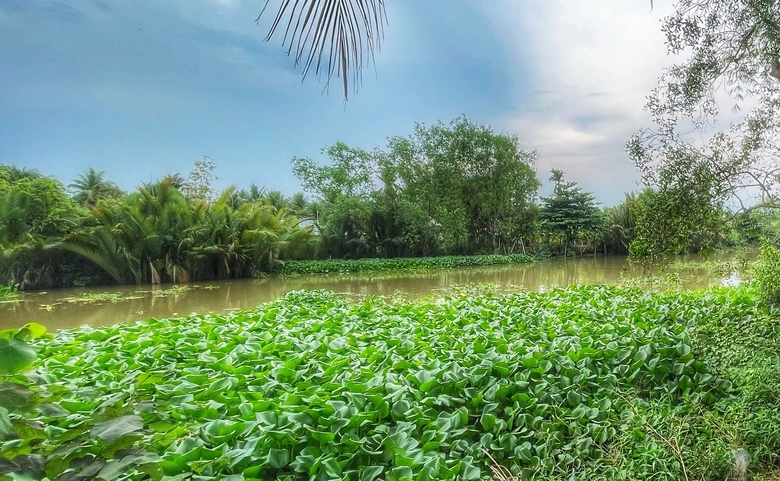 Vĩnh Long: Hơn nửa thế kỷ, người d&acirc;n mong mỏi nhịp cầu qua s&ocirc;ng Kinh Ngay- Ảnh 1.