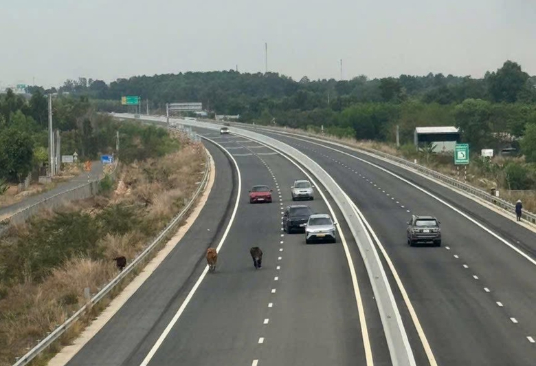 Chấn chỉnh t&igrave;nh trạng người đi bộ v&agrave; vật nu&ocirc;i v&agrave;o cao tốc Bi&ecirc;n H&ograve;a - Vũng T&agrave;u- Ảnh 2.