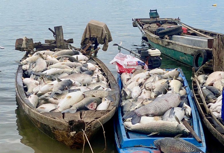 Đồng Nai: Nguyên nhân ban đầu khiến 250 tấn cá chết ở hồ Trị An- Ảnh 1. Đồng Nai: Nguyên nhân ban đầu khiến 250 tấn cá chết ở hồ Trị An- Ảnh 1.