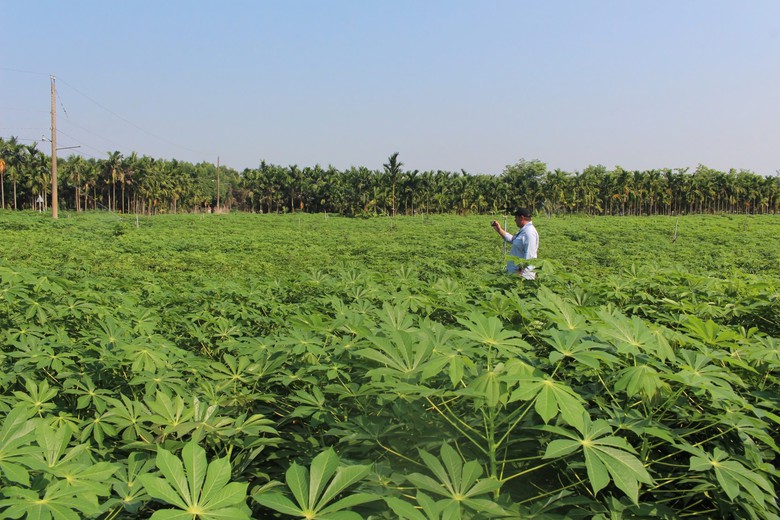 B&agrave;i 3: Sắn nhiều, nguy&ecirc;n liệu cho ethanol vẫn chưa chắc đủ  - Ảnh 3.