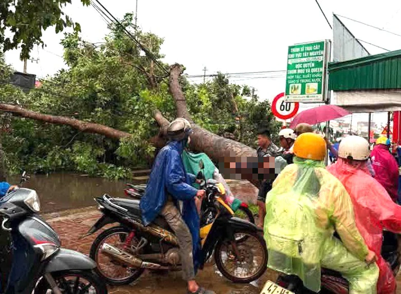 Đắk Lắk: Nam thanh niên tử vong do cây xanh bật gốc giữa Cơn giông lốc - Ảnh 1.