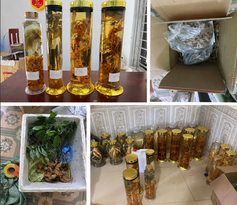 &ldquo;H&ocirc; biến&rdquo; S&acirc;m Lai Ch&acirc;u th&agrave;nh S&acirc;m Ngọc Linh - Ảnh 2.