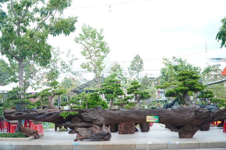 Độc đ&aacute;o những &ldquo;đại cảnh&rdquo; bonsai hội tụ tại Quảng trường xanh Quy Nhơn - Ảnh 3.