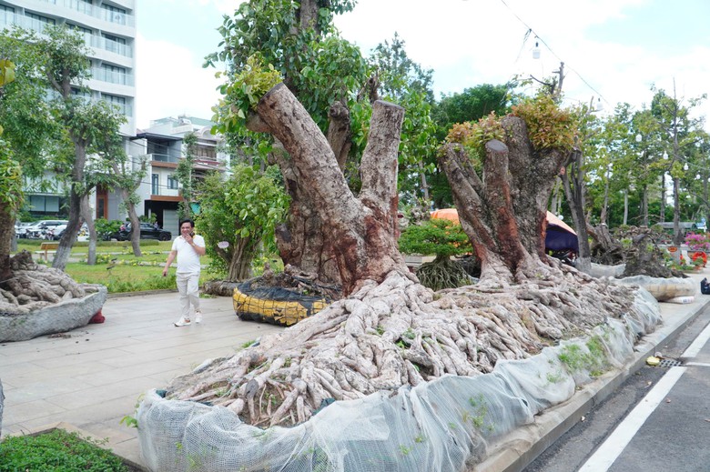 Độc đ&aacute;o những &ldquo;đại cảnh&rdquo; bonsai hội tụ tại Quảng trường xanh Quy Nhơn - Ảnh 9.