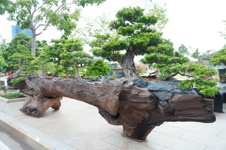 Độc đ&aacute;o những &ldquo;đại cảnh&rdquo; bonsai hội tụ tại Quảng trường xanh Quy Nhơn - Ảnh 5.