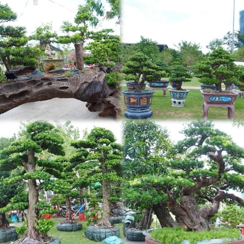 Độc đ&aacute;o những &ldquo;đại cảnh&rdquo; bonsai hội tụ tại Quảng trường xanh Quy Nhơn - Ảnh 1.