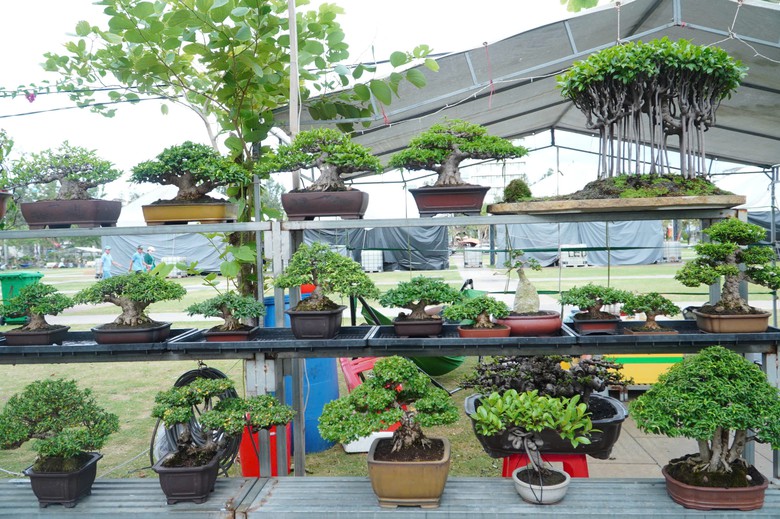 Độc đ&aacute;o những &ldquo;đại cảnh&rdquo; bonsai hội tụ tại Quảng trường xanh Quy Nhơn - Ảnh 2.