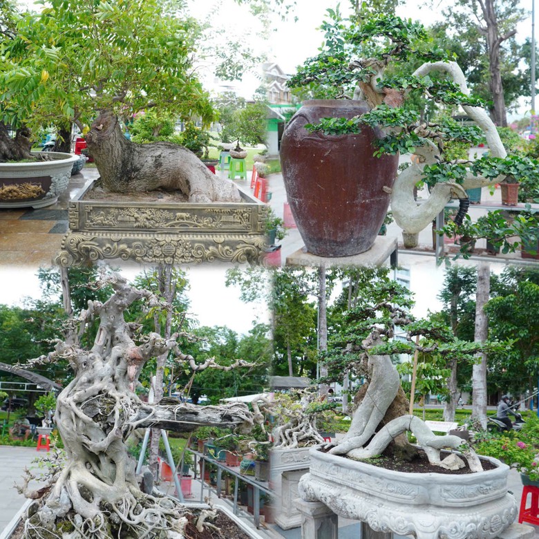 Độc đ&aacute;o những &ldquo;đại cảnh&rdquo; bonsai hội tụ tại Quảng trường xanh Quy Nhơn - Ảnh 11.