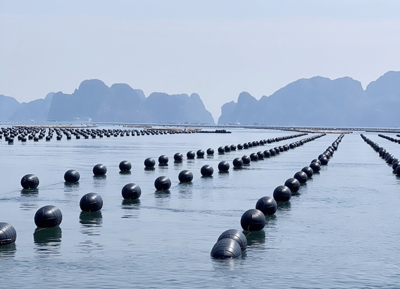 Quảng Ninh quy hoạch gần 140.000ha mặt biển phát triển nuôi trồng thủy sản- Ảnh 2.