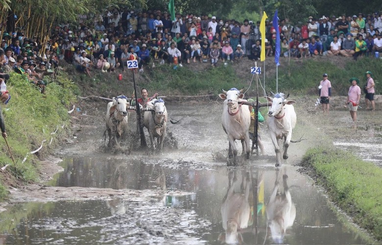 32 đôi bò tranh tài tại Hội đua bò truyền thống chùa Rô ở An Giang- Ảnh 2.