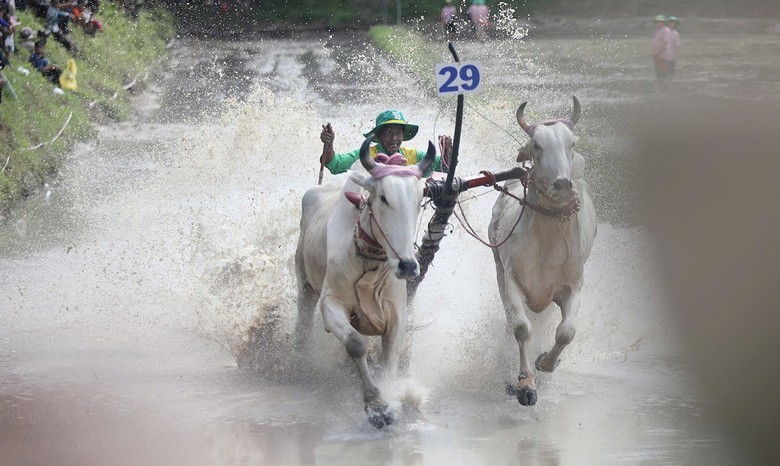 32 đôi bò tranh tài tại Hội đua bò truyền thống chùa Rô ở An Giang- Ảnh 4.