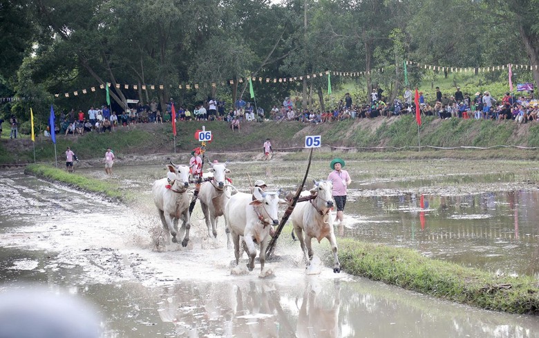 32 đôi bò tranh tài tại Hội đua bò truyền thống chùa Rô ở An Giang- Ảnh 7.